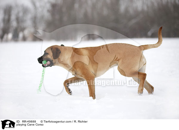 spielender Cane Corso / playing Cane Corso / RR-49888