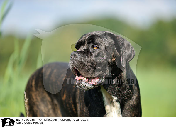 Cane Corso Portrait / Cane Corso Portrait / YJ-06688