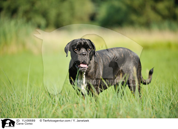 Cane Corso / Cane Corso / YJ-06689