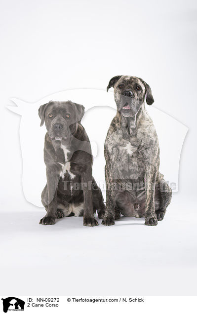 2 Cane Corso / 2 Cane Corso / NN-09272