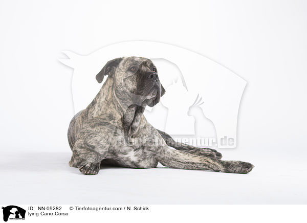 liegender Cane Corso / lying Cane Corso / NN-09282