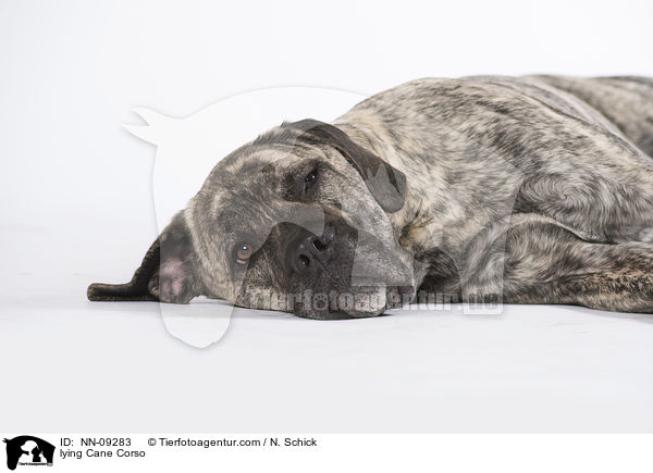 liegender Cane Corso / lying Cane Corso / NN-09283
