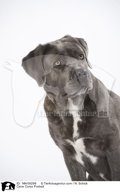 Cane Corso Portrait / Cane Corso Portrait / NN-09299