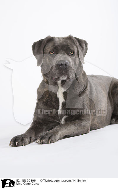 liegender Cane Corso / lying Cane Corso / NN-09306