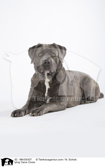 liegender Cane Corso / lying Cane Corso / NN-09307