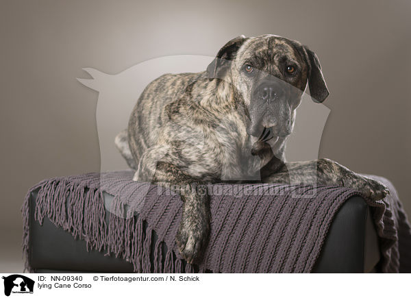 liegender Cane Corso / lying Cane Corso / NN-09340