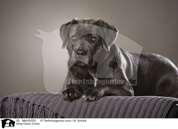 liegender Cane Corso / lying Cane Corso / NN-09353