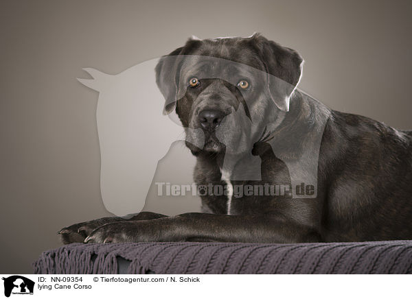 liegender Cane Corso / lying Cane Corso / NN-09354