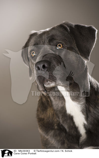 Cane Corso Portrait / Cane Corso Portrait / NN-09363