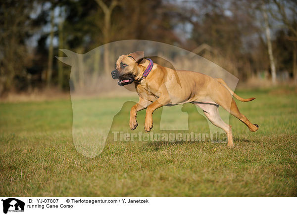rennender Cane Corso / running Cane Corso / YJ-07807