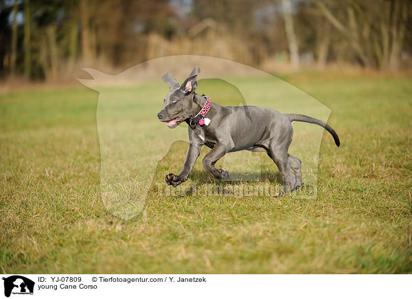 junger Cane Corso / young Cane Corso / YJ-07809
