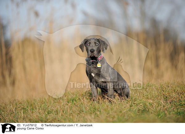 junger Cane Corso / young Cane Corso / YJ-07812