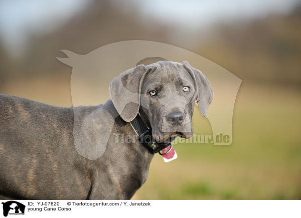 junger Cane Corso / young Cane Corso / YJ-07820