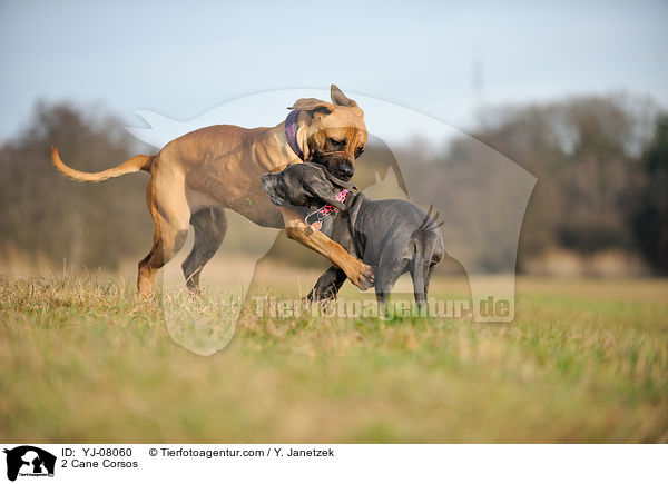 2 Cane Corsos / 2 Cane Corsos / YJ-08060