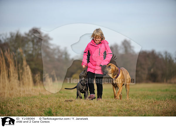 Kind und 2 Cane Corsos / child and 2 Cane Corsos / YJ-08064