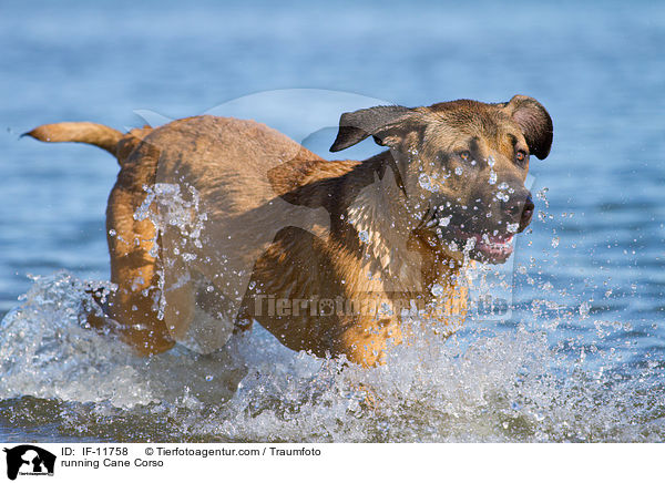 rennender Cane Corso / running Cane Corso / IF-11758