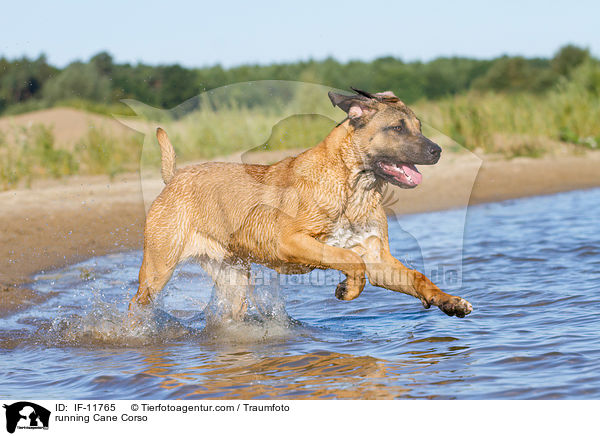 rennender Cane Corso / running Cane Corso / IF-11765