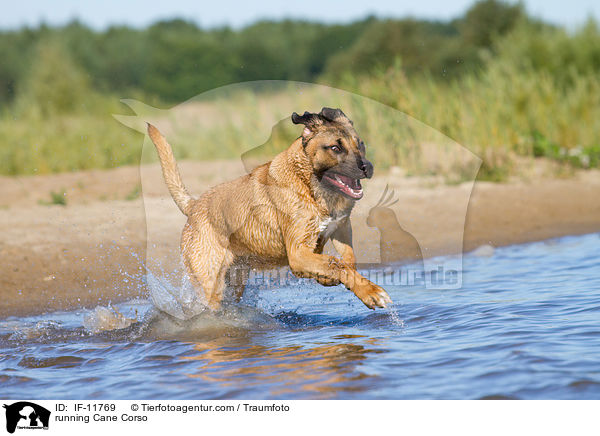 rennender Cane Corso / running Cane Corso / IF-11769