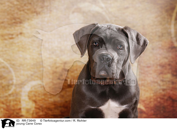 junger Cane Corso / young Cane Corso / RR-73649