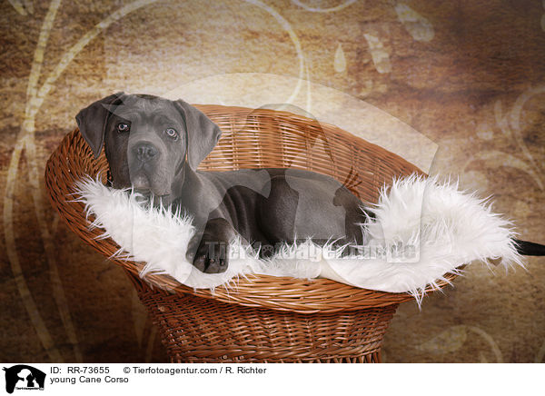 junger Cane Corso / young Cane Corso / RR-73655