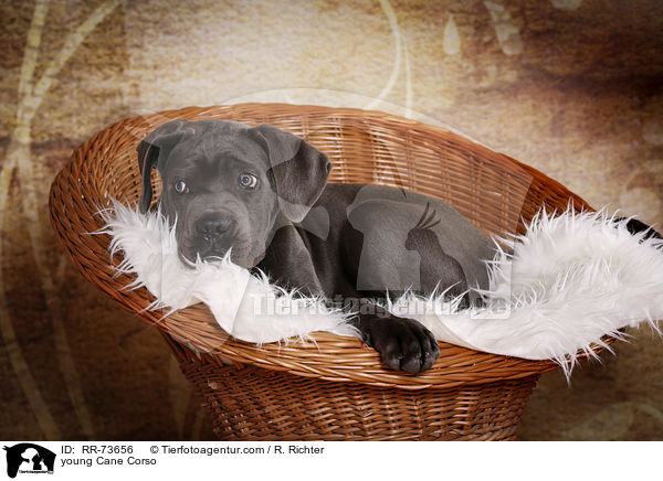 junger Cane Corso / young Cane Corso / RR-73656
