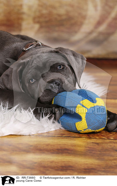 junger Cane Corso / young Cane Corso / RR-73660