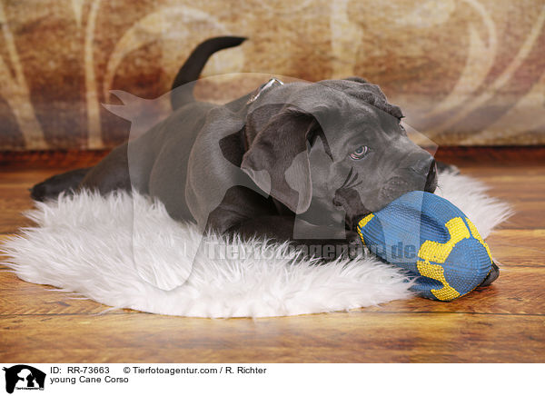 junger Cane Corso / young Cane Corso / RR-73663
