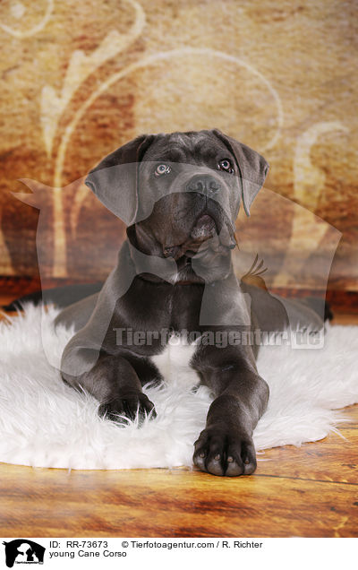 junger Cane Corso / young Cane Corso / RR-73673