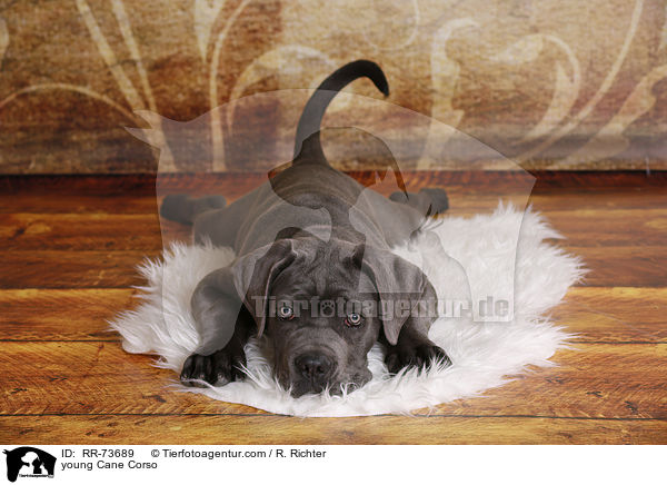 junger Cane Corso / young Cane Corso / RR-73689