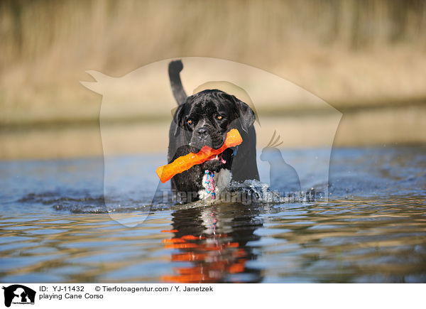 spielender Cane Corso / playing Cane Corso / YJ-11432