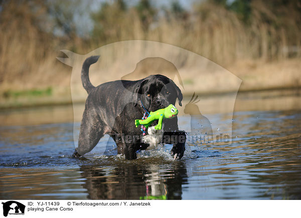 spielender Cane Corso / playing Cane Corso / YJ-11439