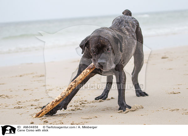 Cane Corso with stick / AM-04858