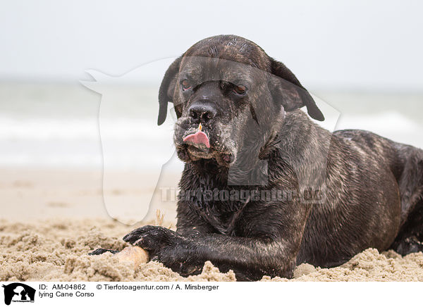 liegender Cane Corso / lying Cane Corso / AM-04862
