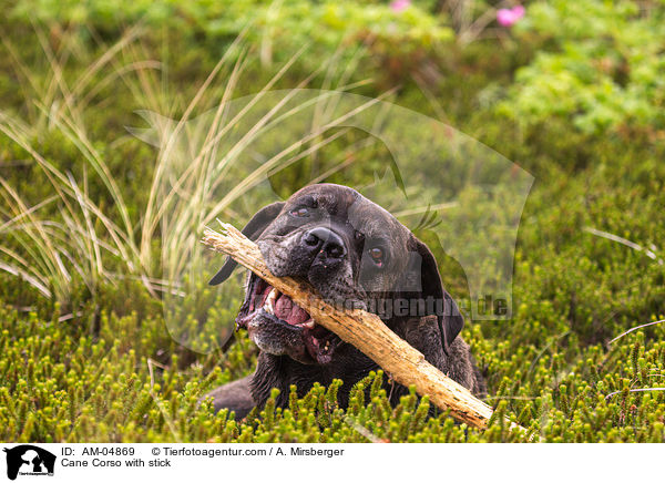 Cane Corso mit Stock / Cane Corso with stick / AM-04869