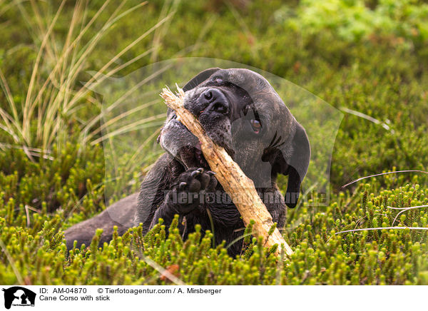 Cane Corso with stick / AM-04870