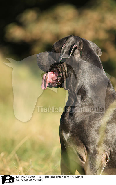 Cane Corso Portrait / KL-17200