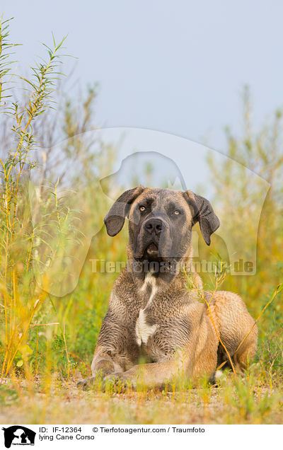 liegender Cane Corso / lying Cane Corso / IF-12364