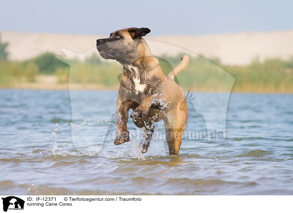rennender Cane Corso / running Cane Corso / IF-12371