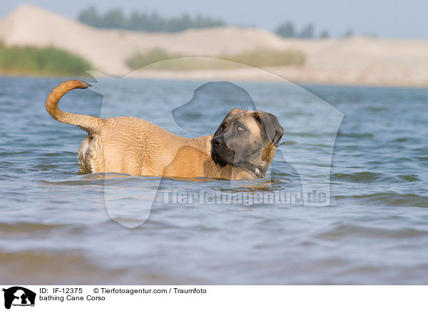 badender Cane Corso / bathing Cane Corso / IF-12375