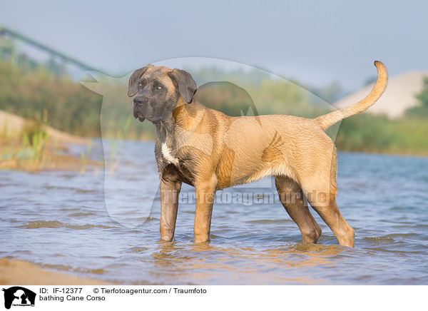 badender Cane Corso / bathing Cane Corso / IF-12377