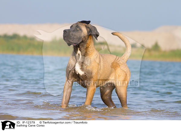 badender Cane Corso / bathing Cane Corso / IF-12379