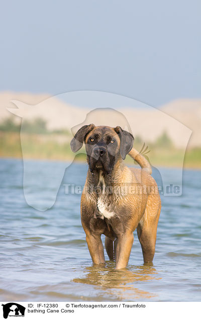 badender Cane Corso / bathing Cane Corso / IF-12380