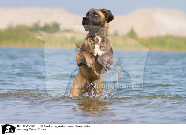 rennender Cane Corso / running Cane Corso / IF-12381