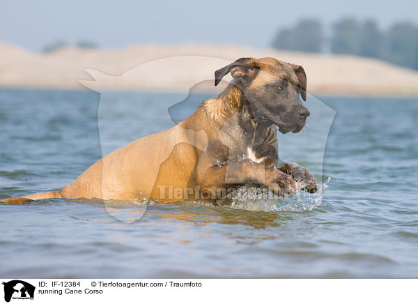 rennender Cane Corso / running Cane Corso / IF-12384