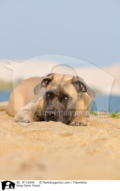 liegender Cane Corso / lying Cane Corso / IF-12404