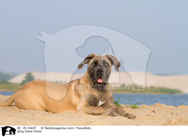 liegender Cane Corso / lying Cane Corso / IF-12407