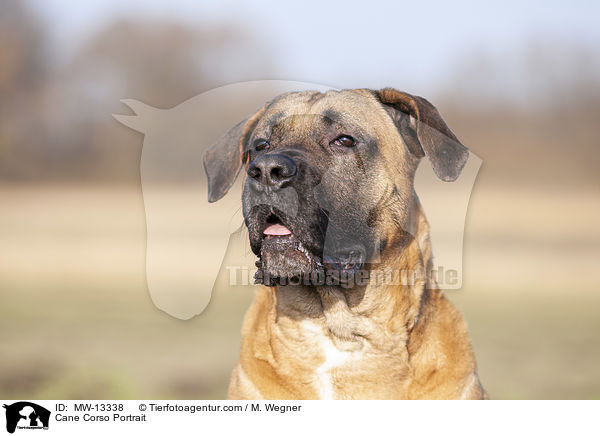 Cane Corso Portrait / Cane Corso Portrait / MW-13338