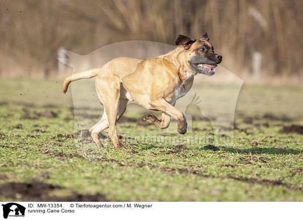 rennender Cane Corso / running Cane Corso / MW-13354