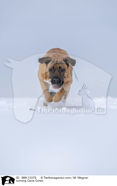 rennender Cane Corso / running Cane Corso / MW-13379