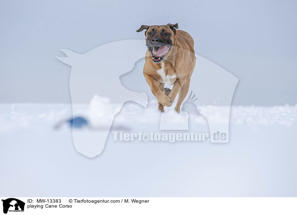 spielender Cane Corso / playing Cane Corso / MW-13383